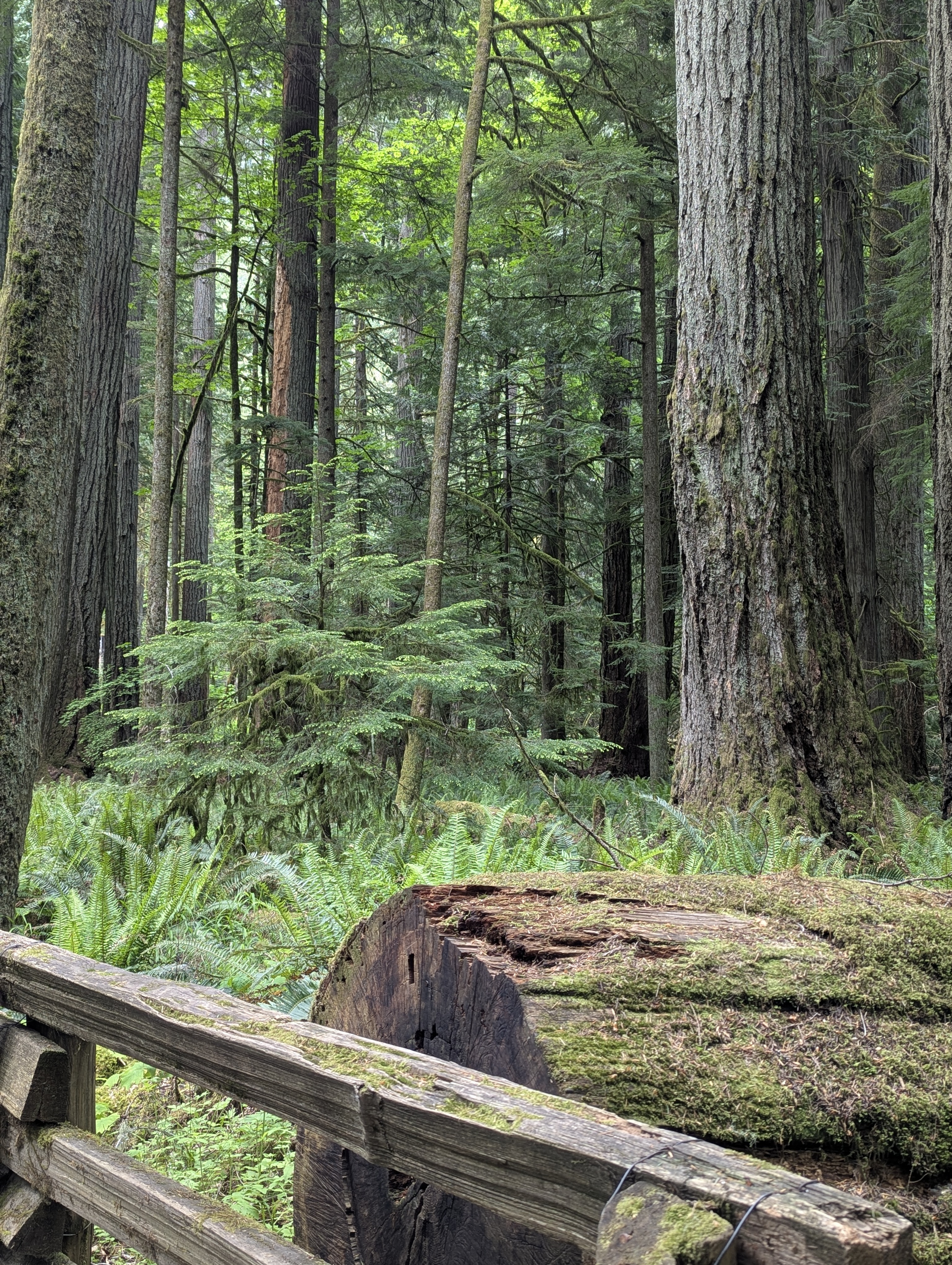 Birthday Trip to Canada, Cathedral Grove, Vancouver Island